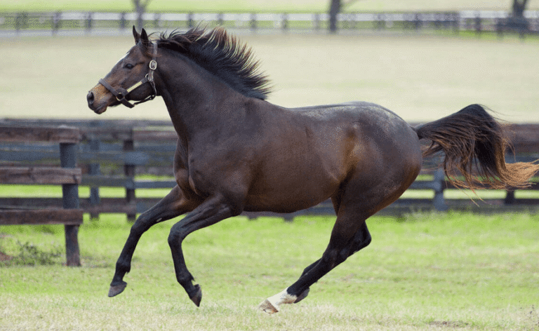 Understanding the Thoroughbred Breed