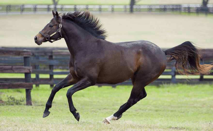 Understanding the Thoroughbred Breed