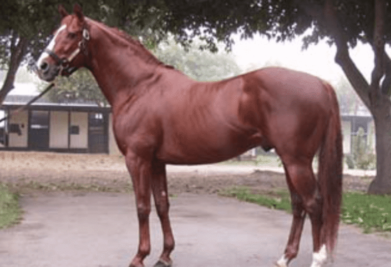 Understanding the Physical Demands of Racing