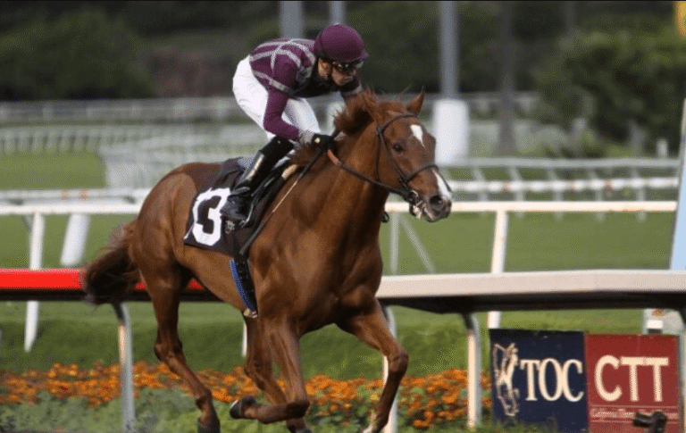 Understanding the Anatomy of a Racehorse