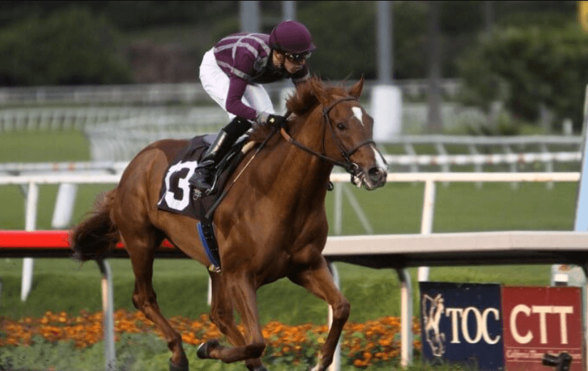 Understanding the Anatomy of a Racehorse